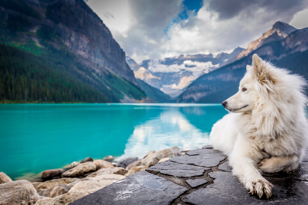 Dog Lake Louise