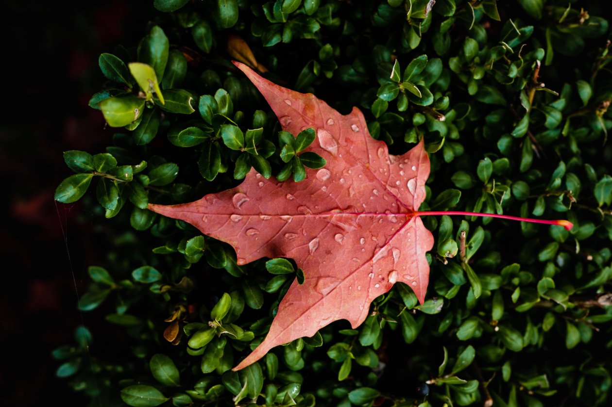 Orange Leaf Water Drops Macro 5k
