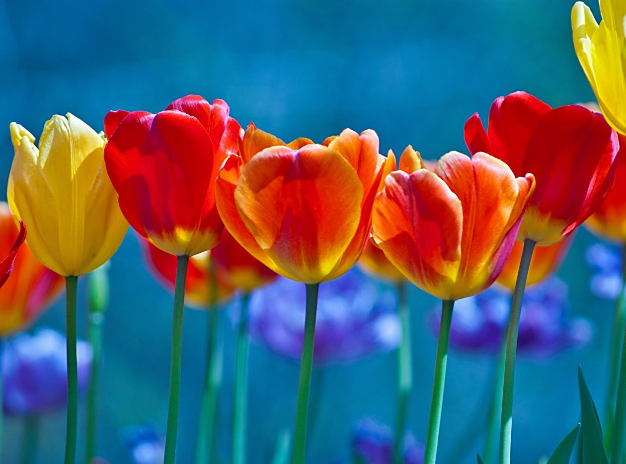 Brightly Colored Tulips