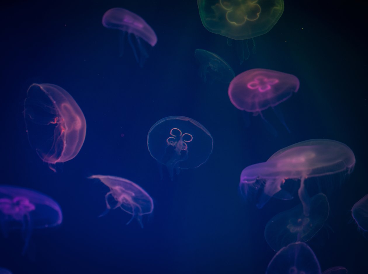 Jellyfish Digital Art