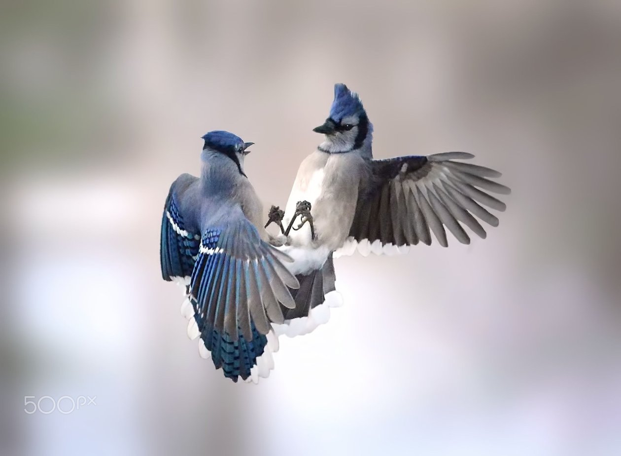 Beauiful Birds