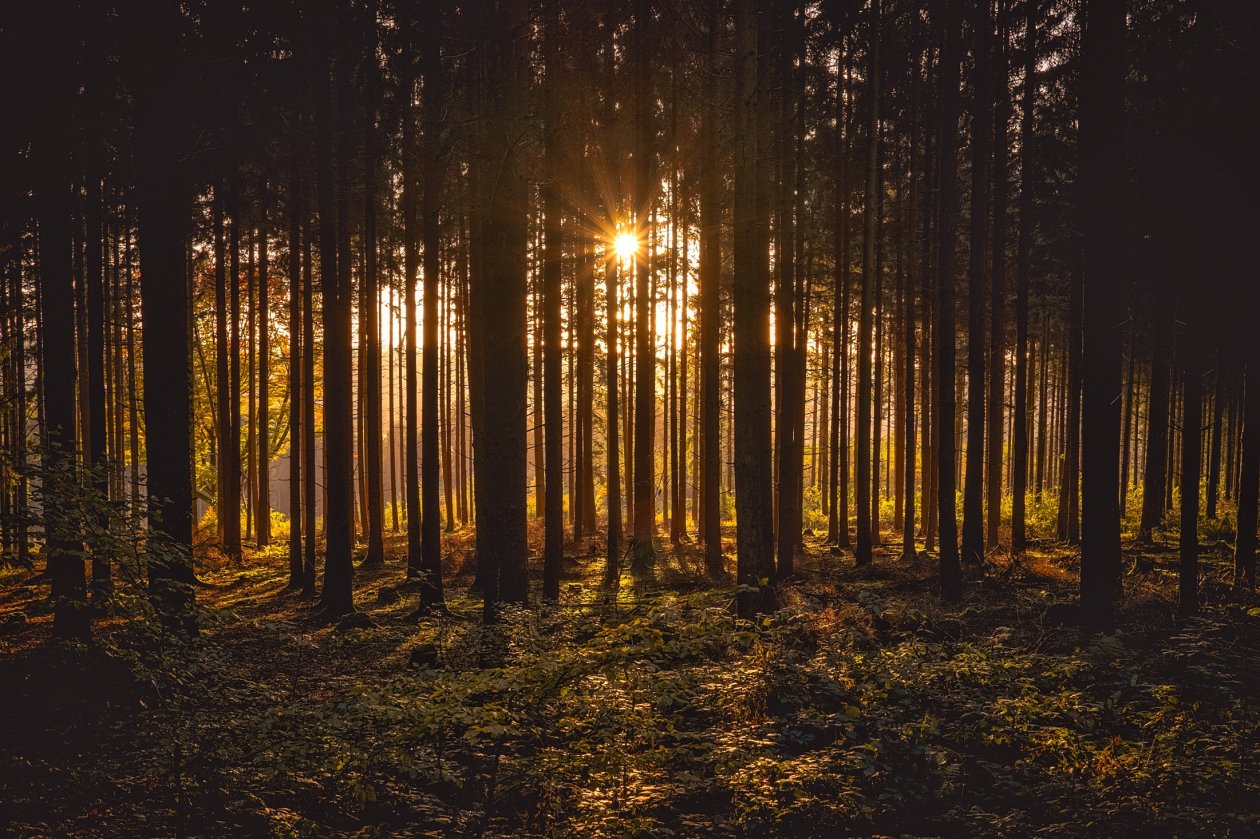Sunbeams Between Forest Trees