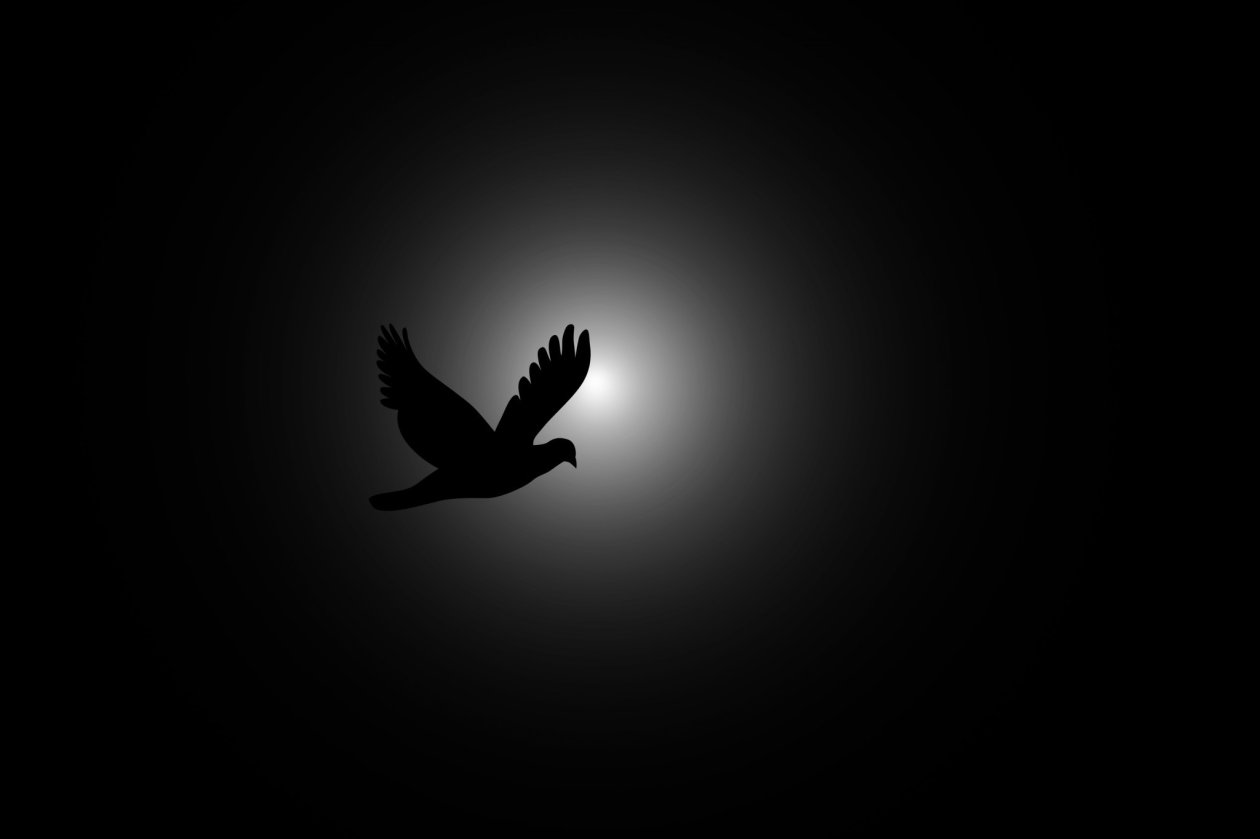 Flying Bird Photography