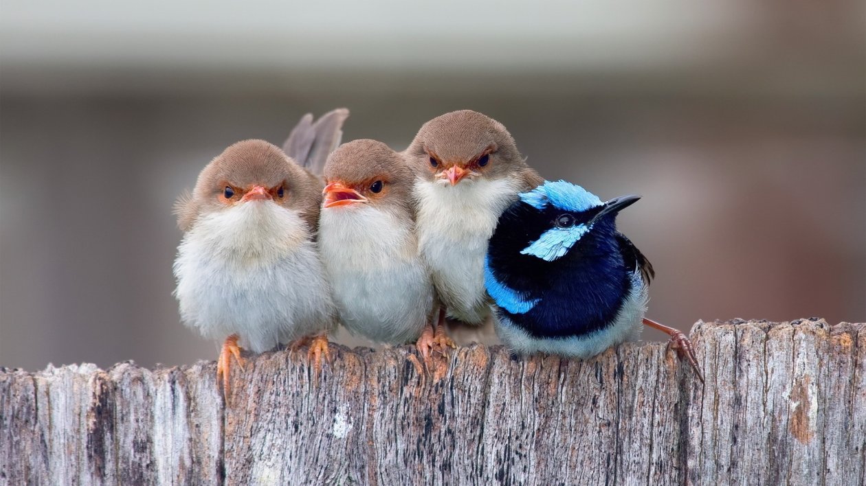 Passerine Birds