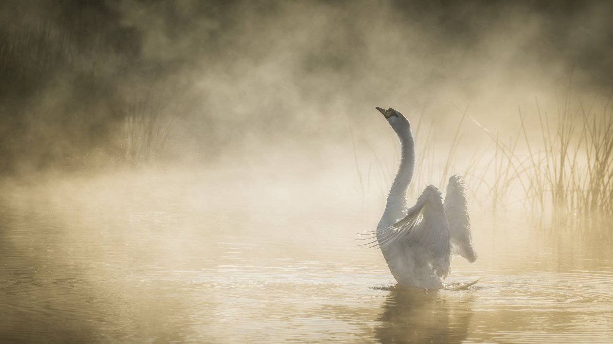 Mute Swan In Pond