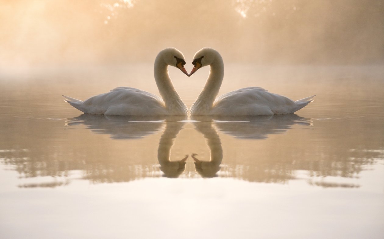 Mute Swan