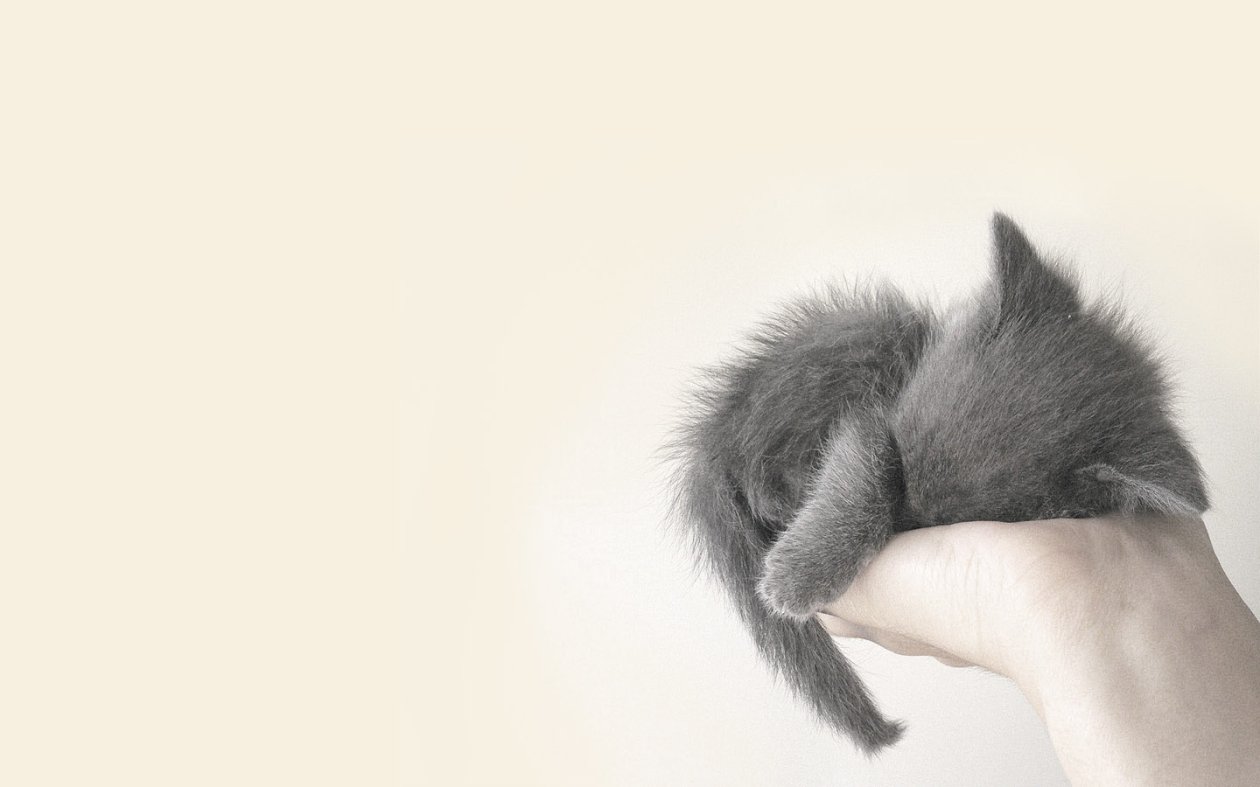 Cute Cat