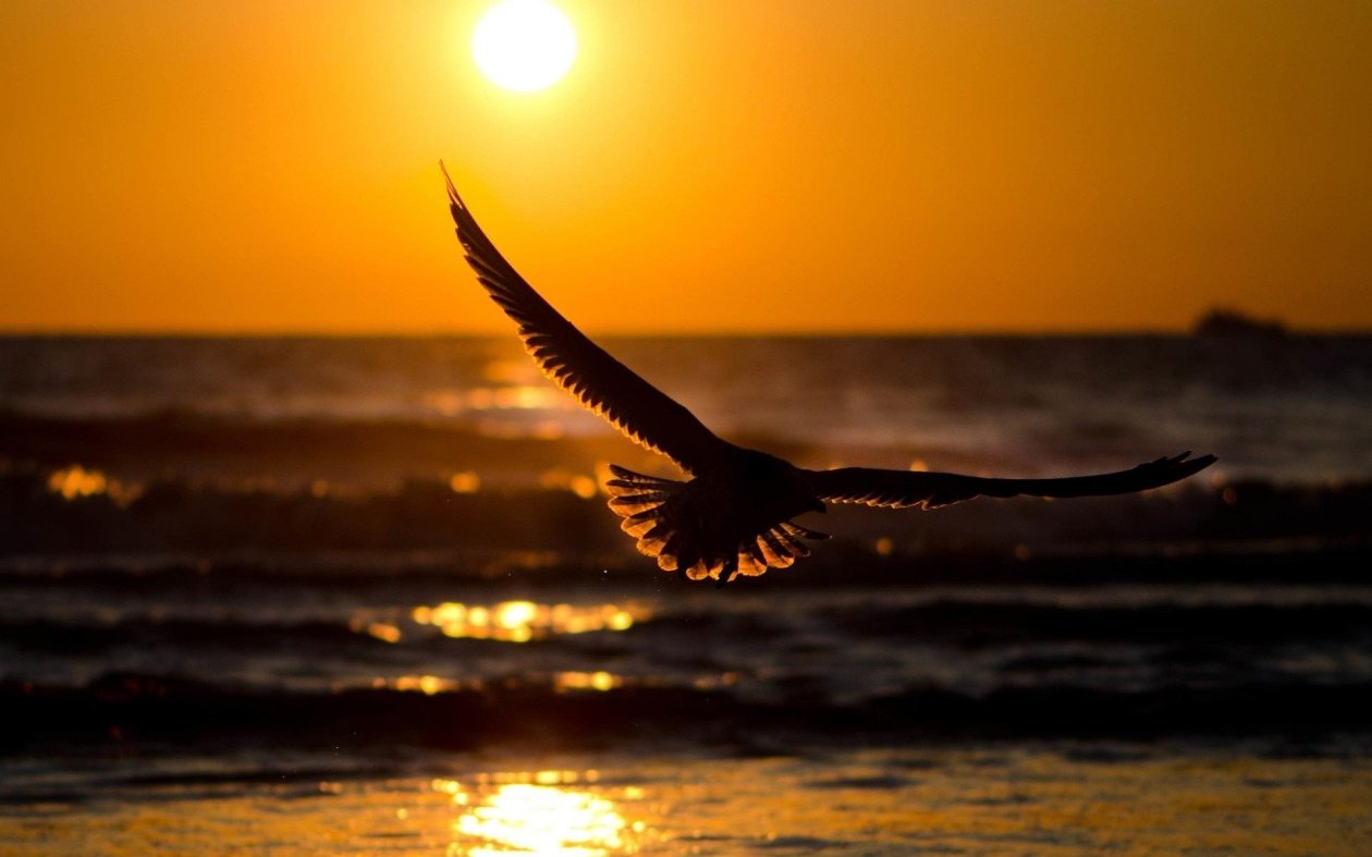 Bird Sunset