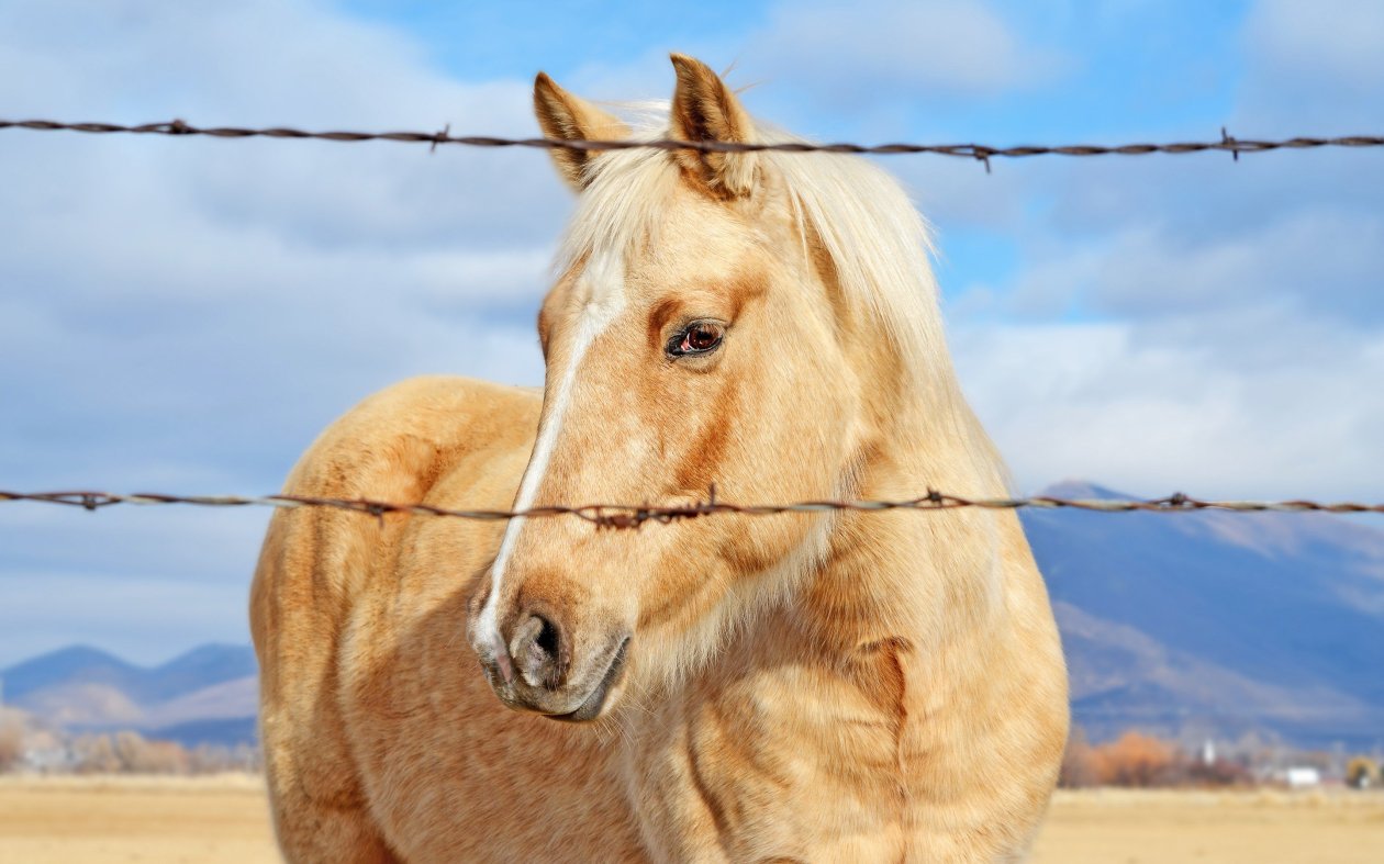 Golden Horse