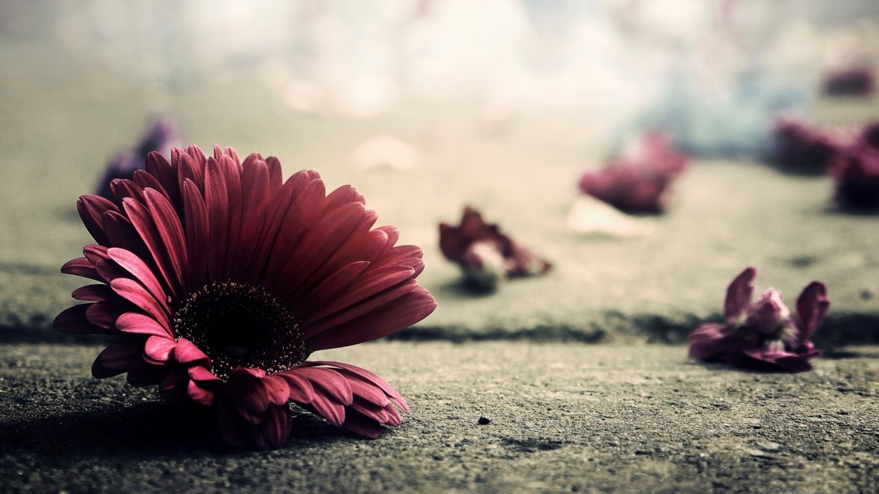 Red Flower