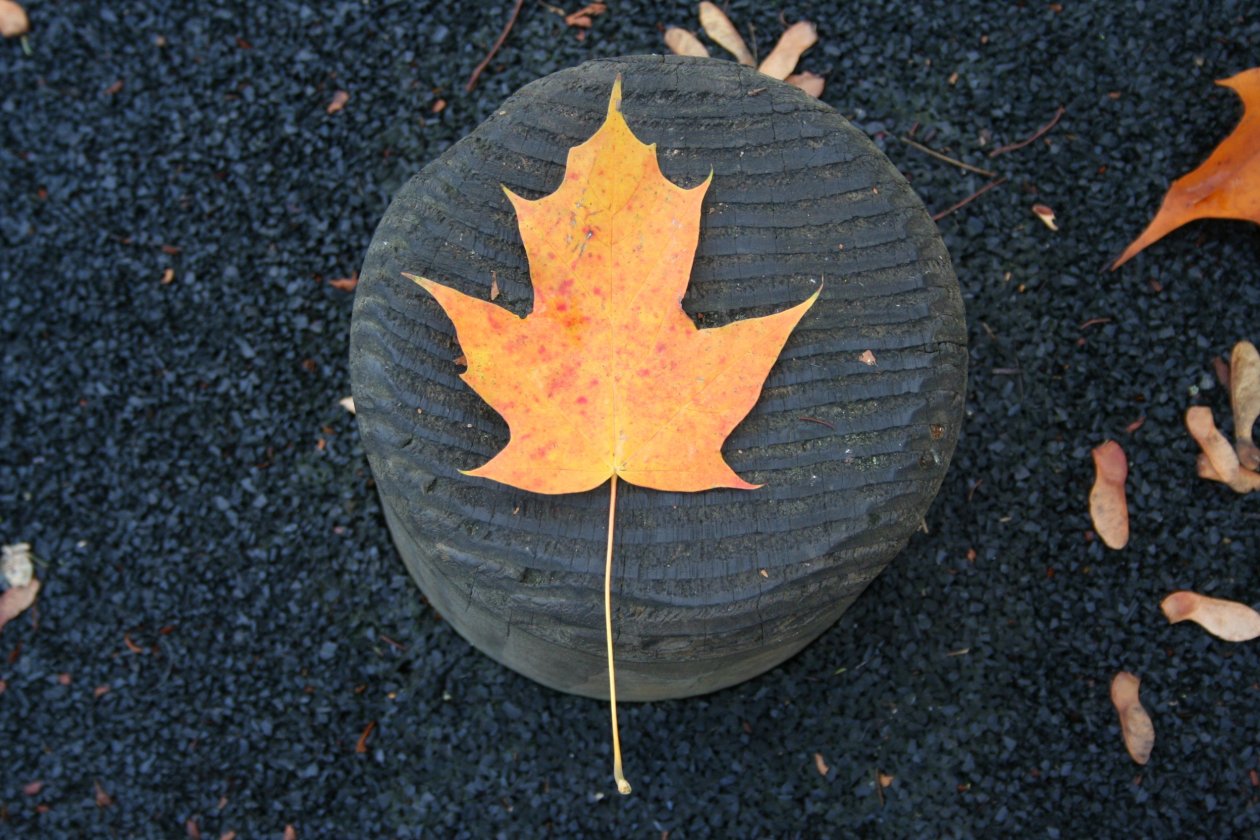Orange Tree Leaf Fall