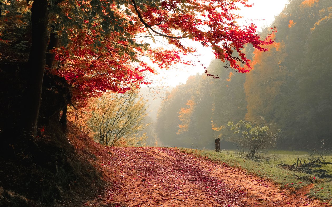 Autumn Tree Fall 4k