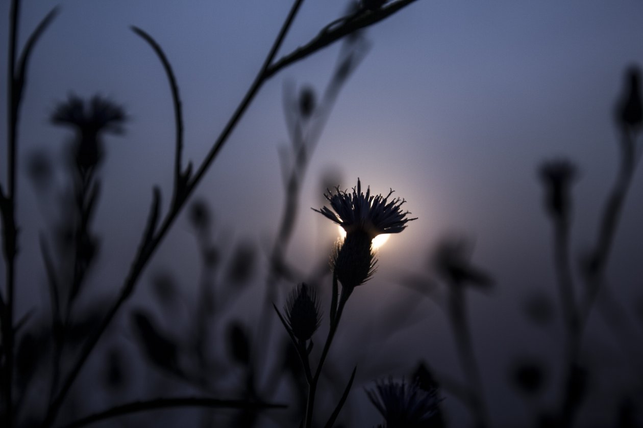 Flora Flower Focus Blur 5k