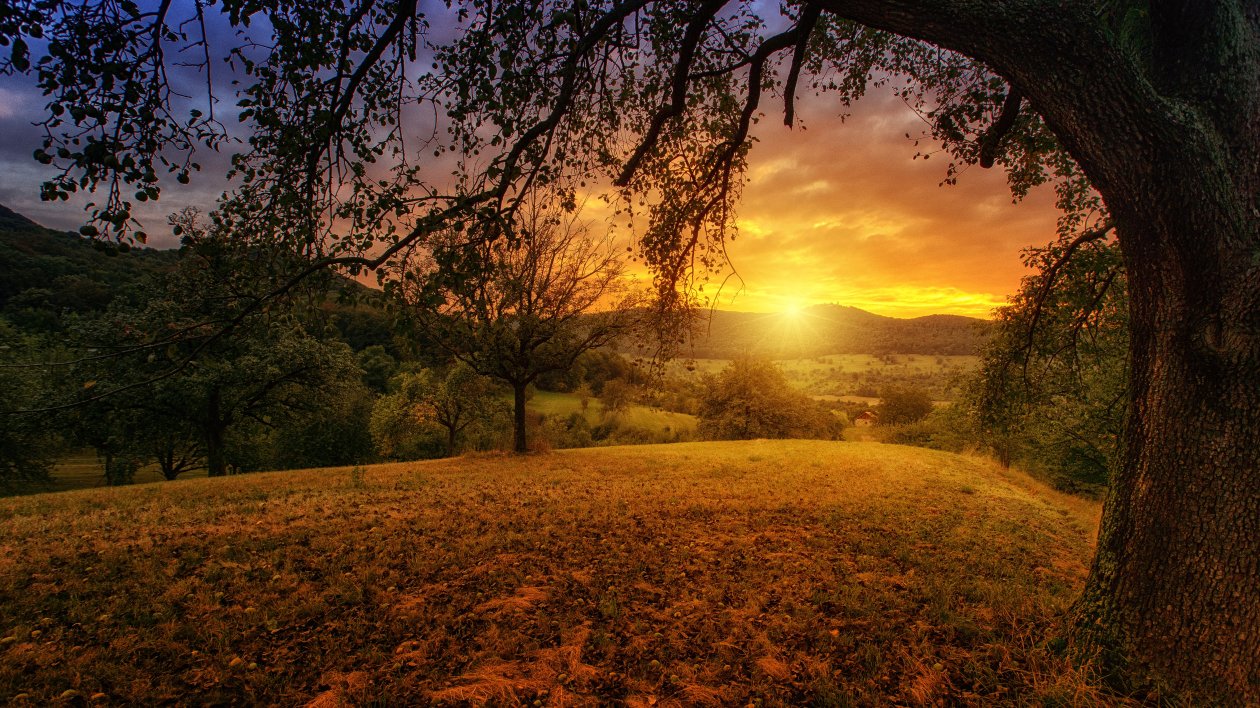 Tree Sun Aesthetic Dawn Landscape Panorama