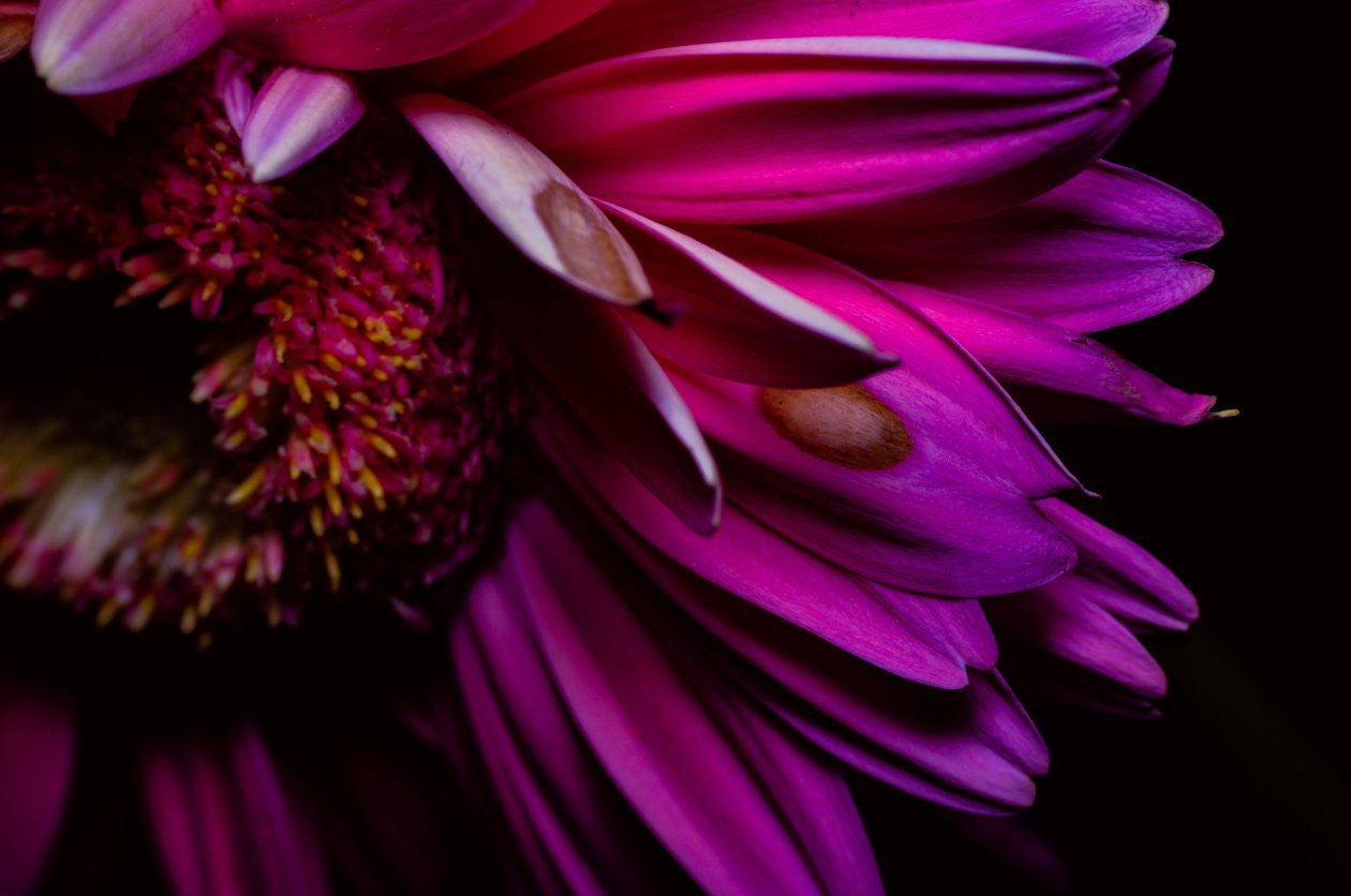 Purple Petals 4k