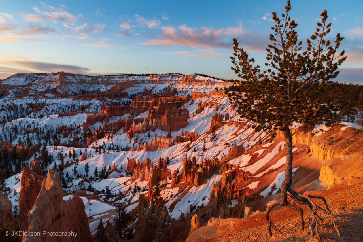 Ancient Bristlecone Pine Over Bryce Canyon 8k