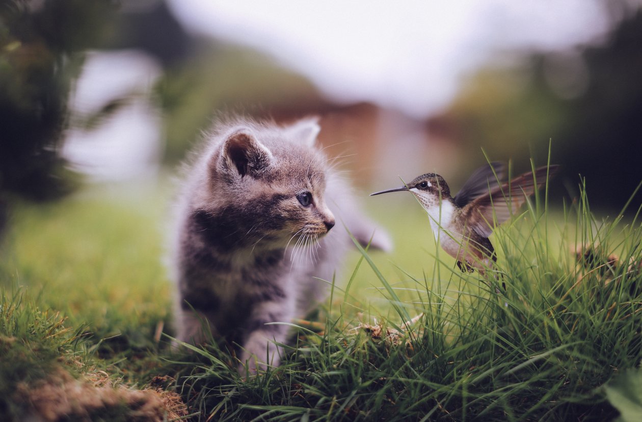 Cat Bee Meeting 5k