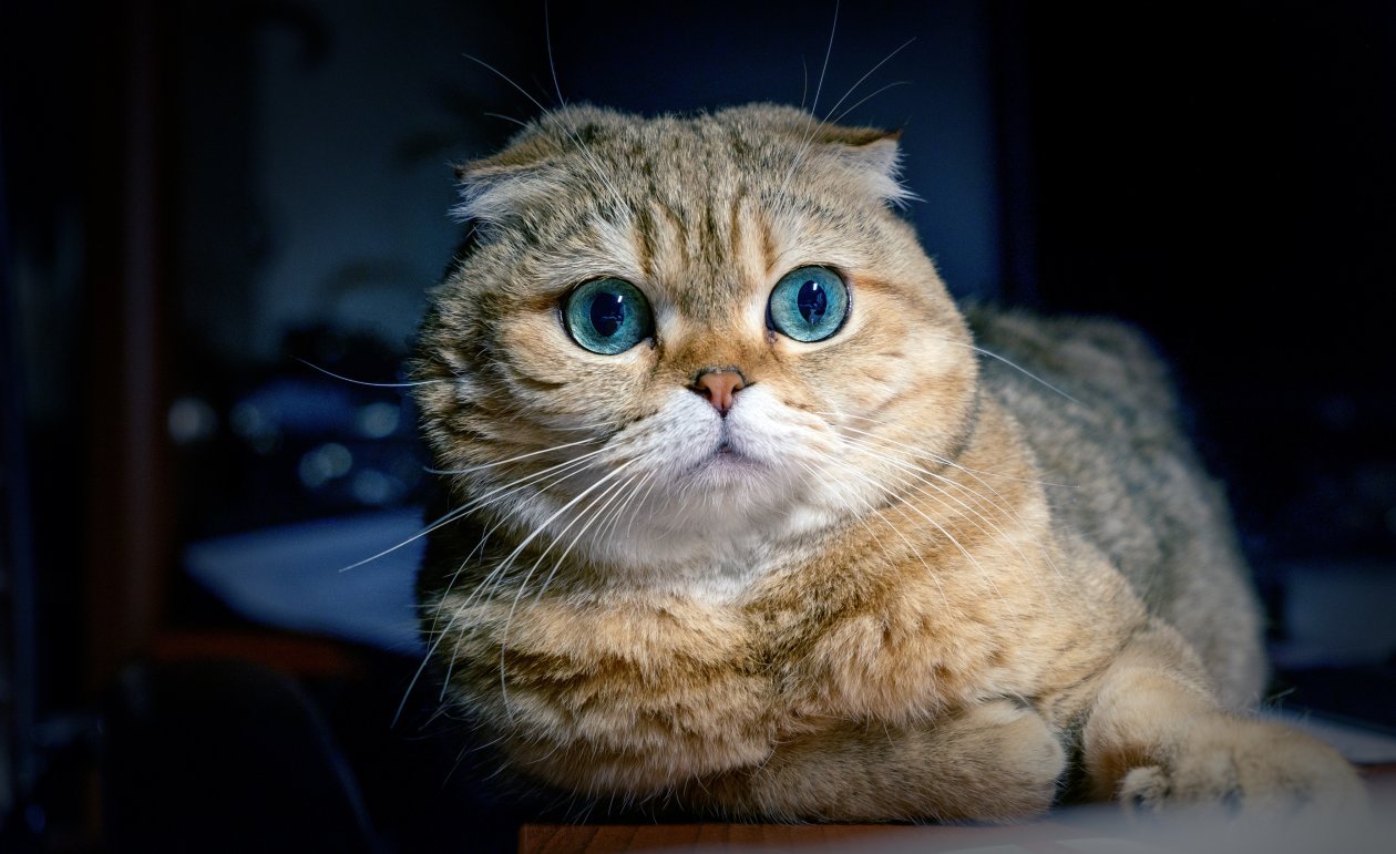 Cat Ocean Eyes