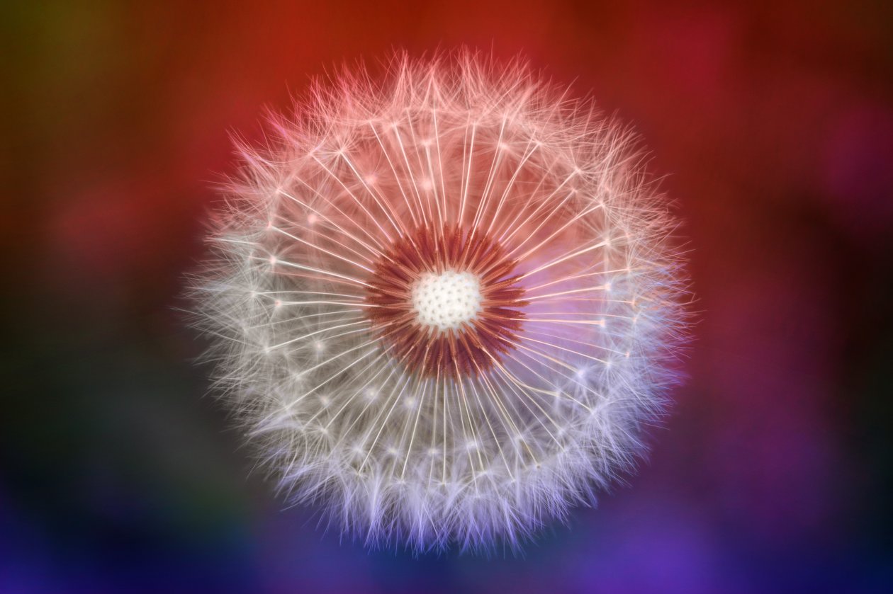 Close Up Dandelions