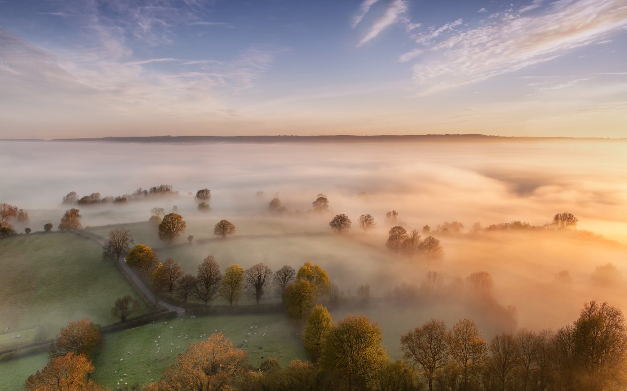 Sky Mist Forest Fall Trees
