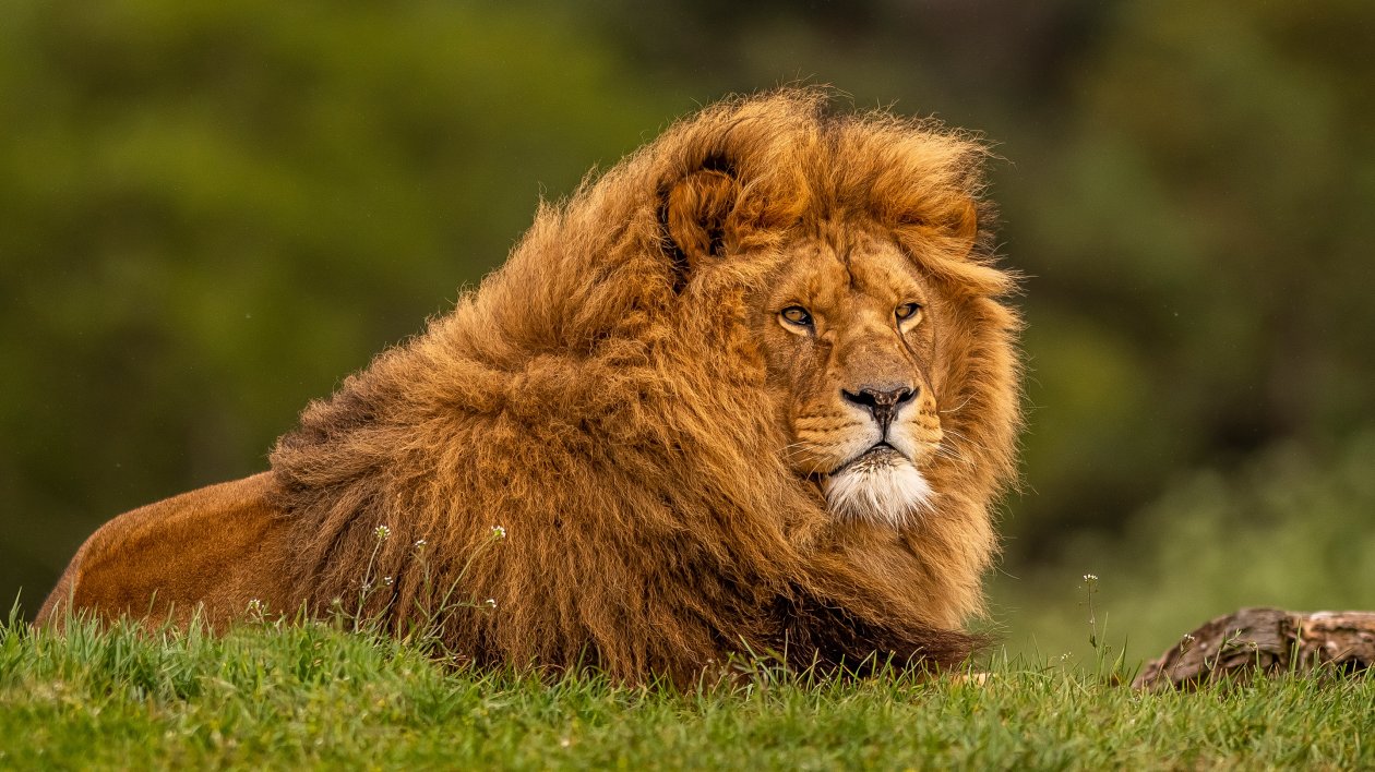 Adult Lion