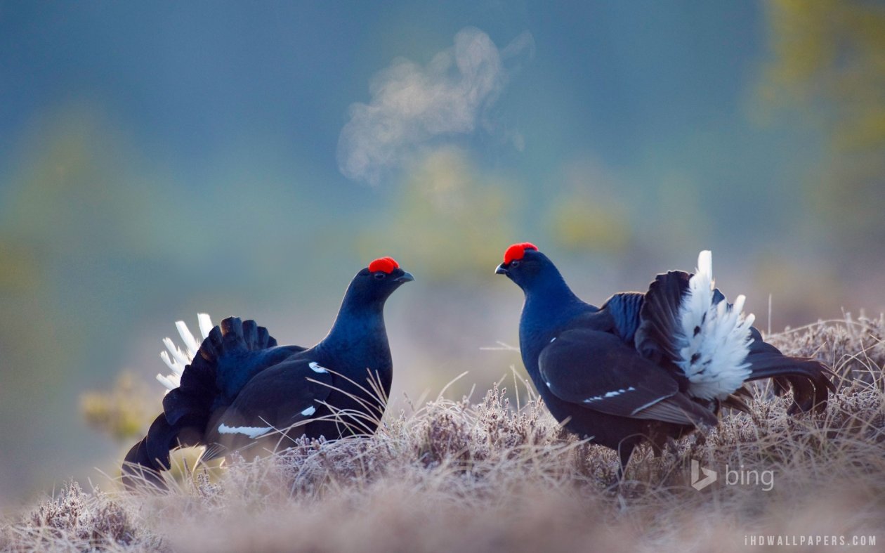 Black Grouse Birds