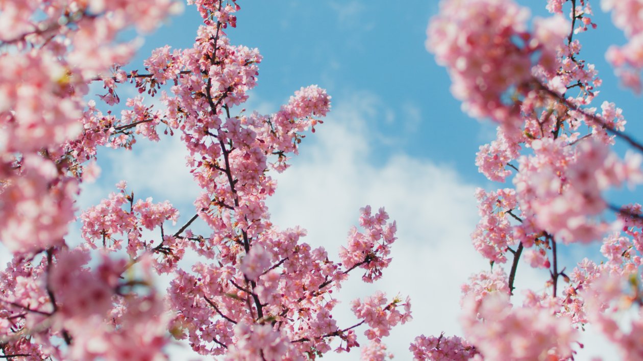 Cherry Blossom Plant 4k