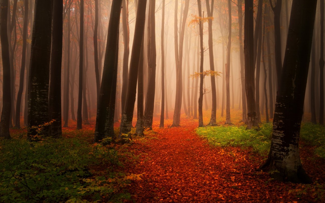 Autumn Starts Forest