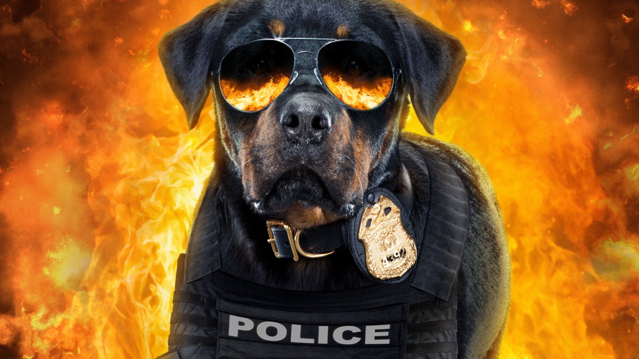 Show Dogs 5k Poster