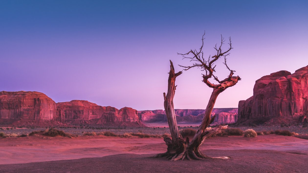 Dead Trees 4k