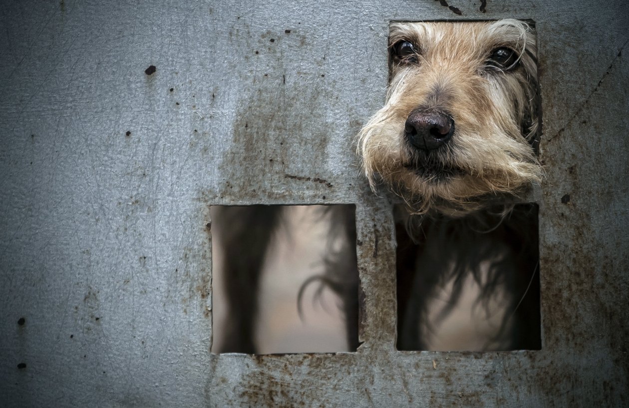 Dog Behind Gate