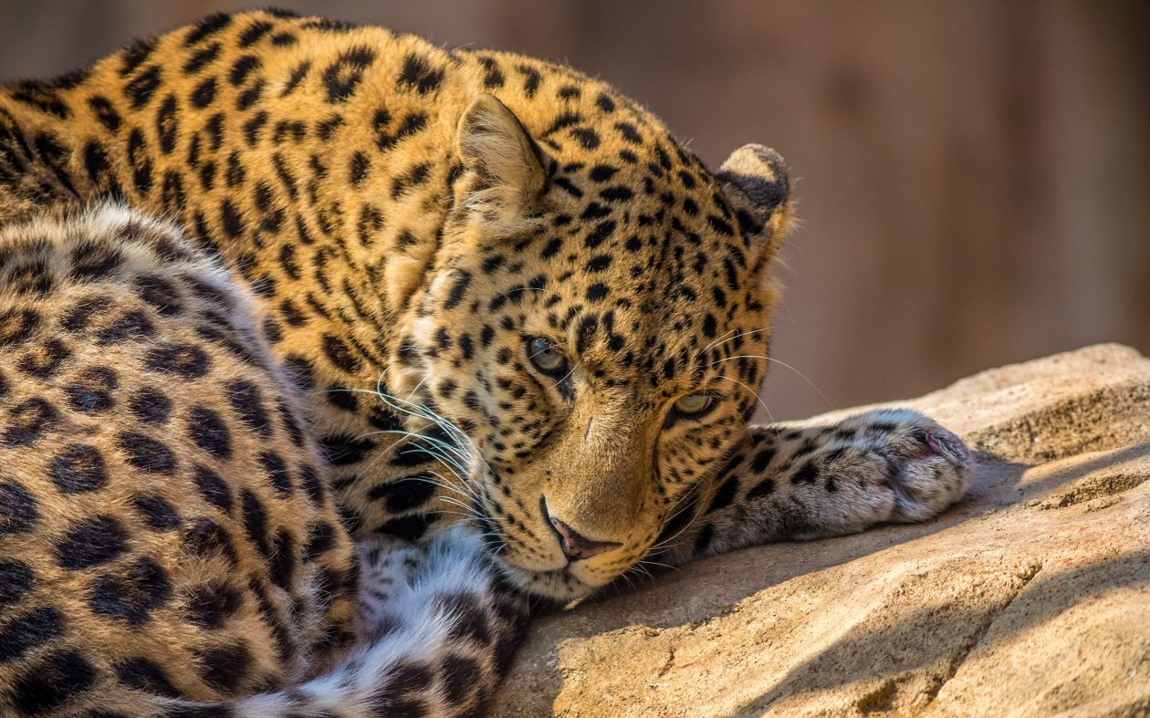Zoo Leopard
