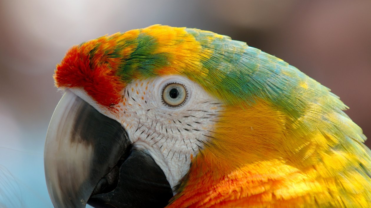 Parrot Macaw