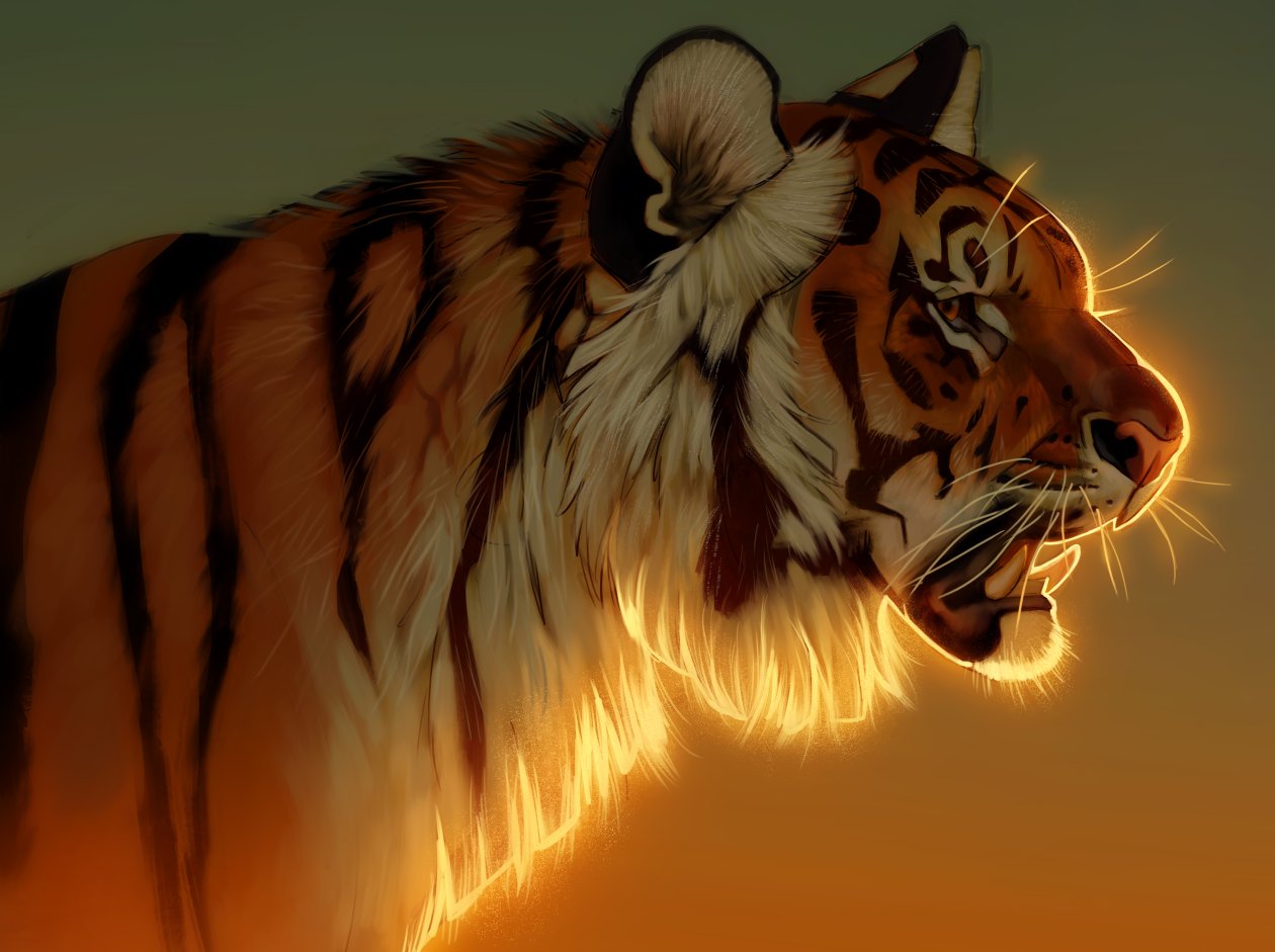 Tiger Evening Glow 5k