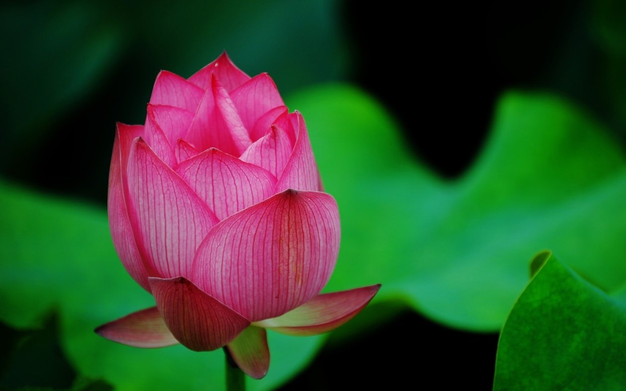 Lotus Flower Pink