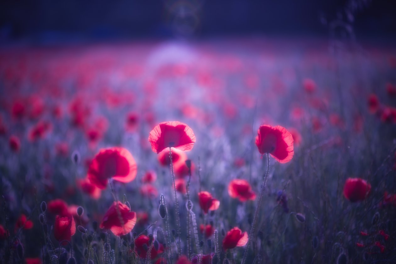 Poppy Flowers 8k