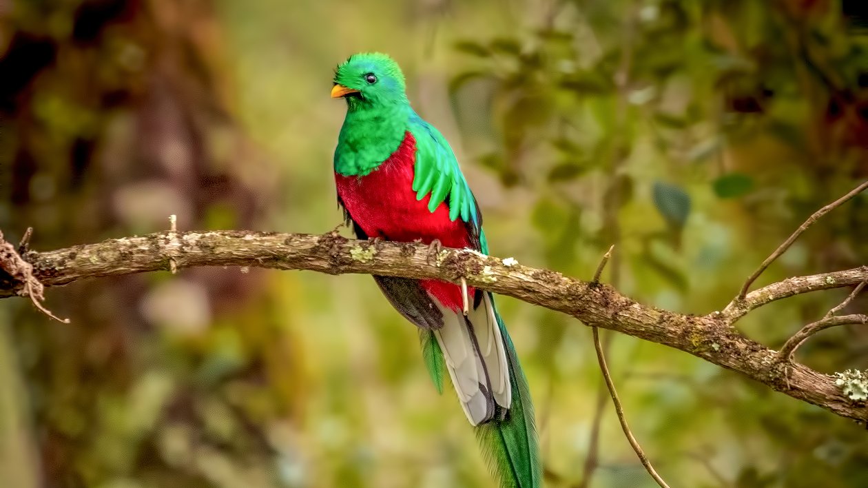 Resplendent Quetzal Bird 4k