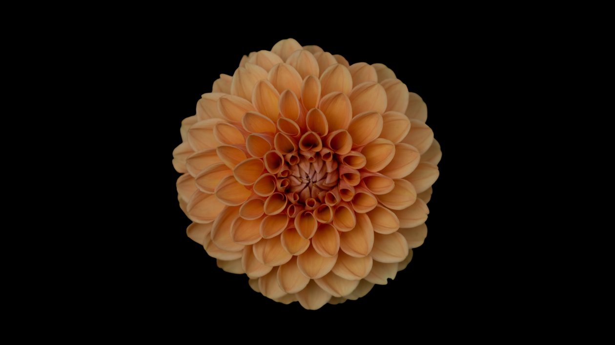 Orange Dahlia Flower