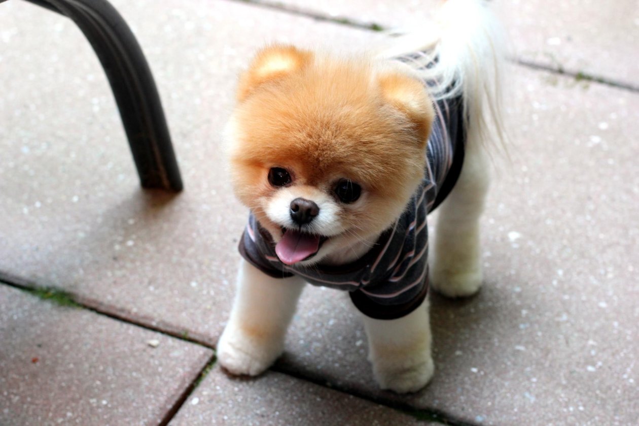 Boo Puppies