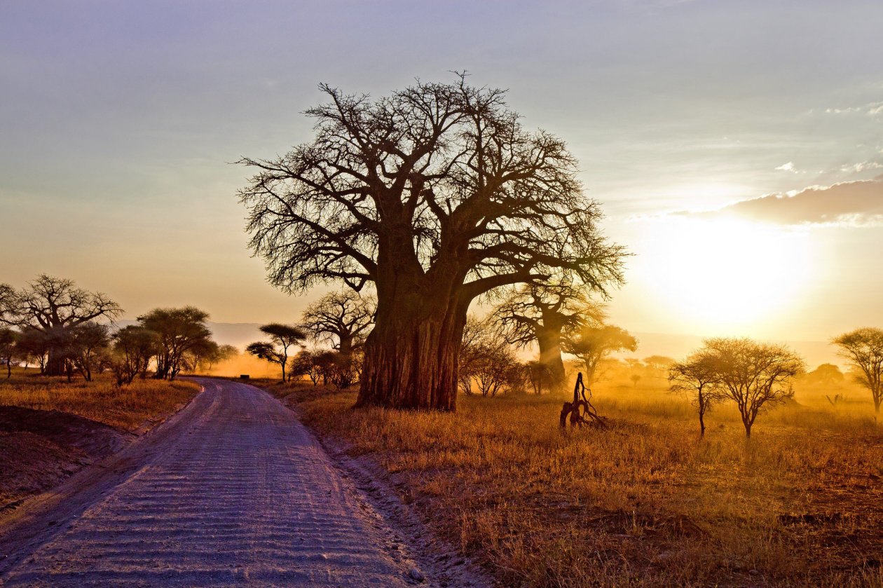 Baobab Tree