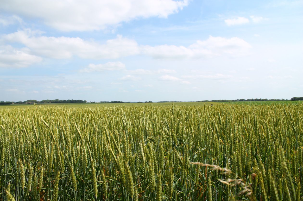 Wheat Field