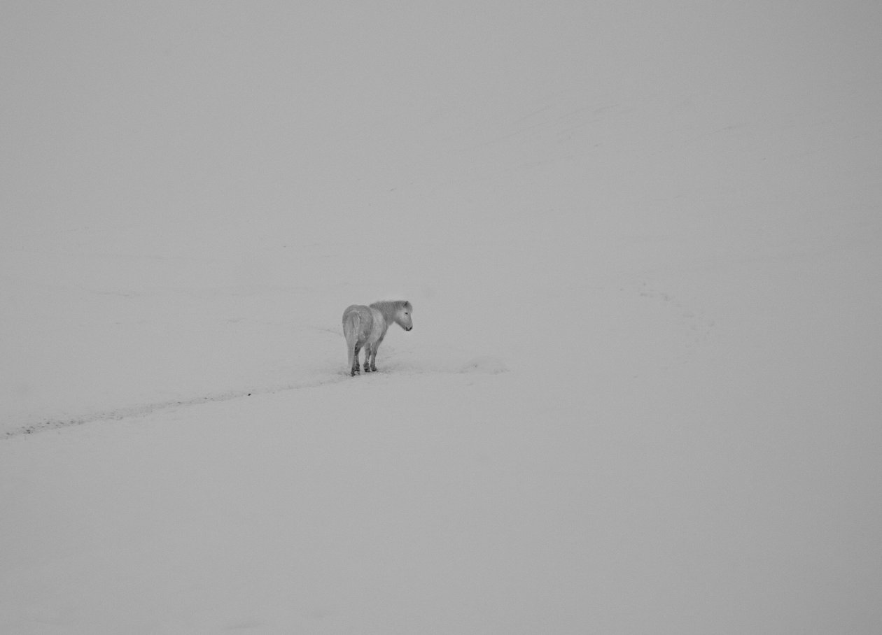 Horse Minimalism