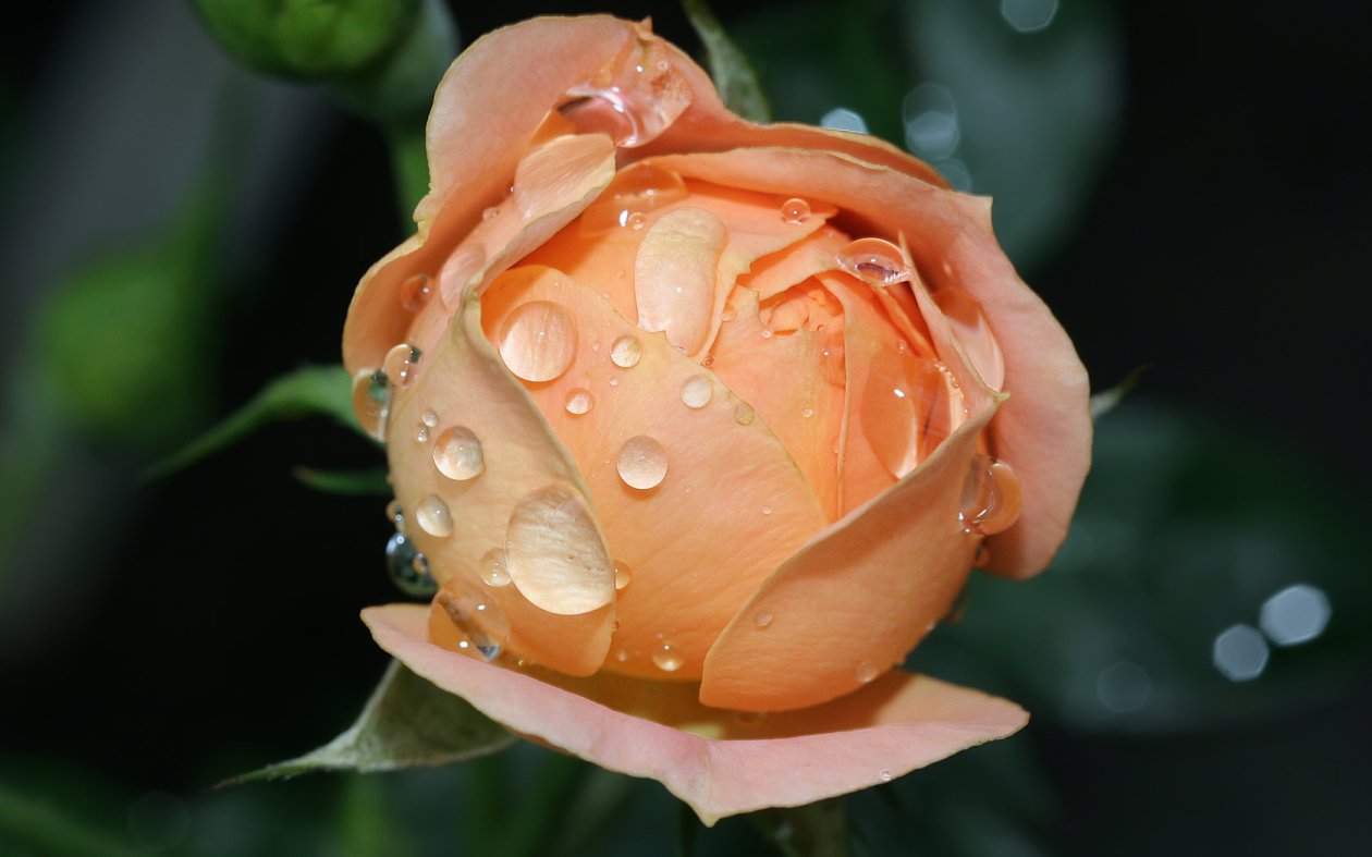 Wet Rose