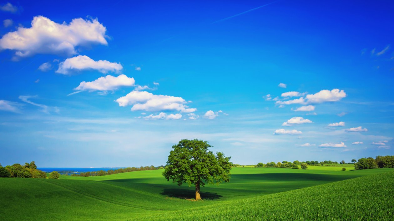 Tree Field Plain HD