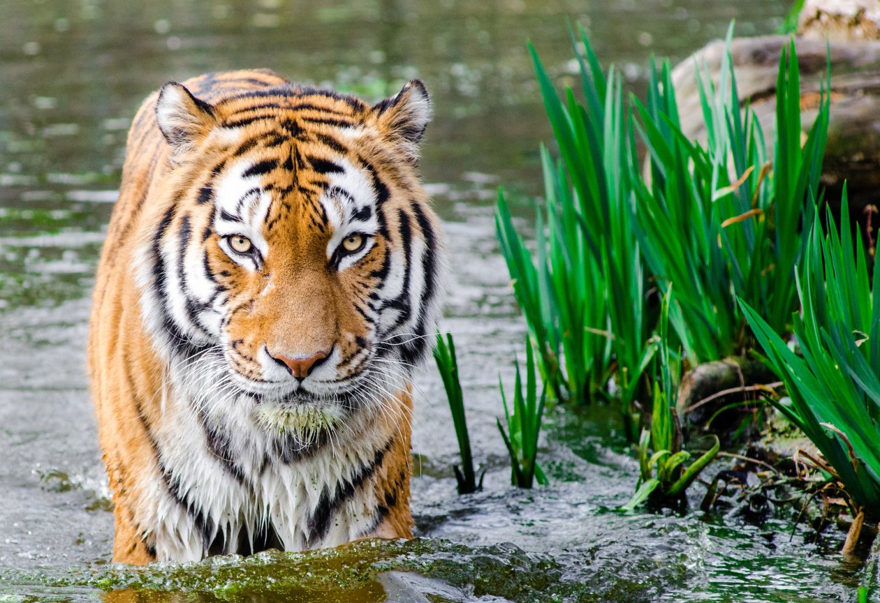 Bengali Tiger 4k