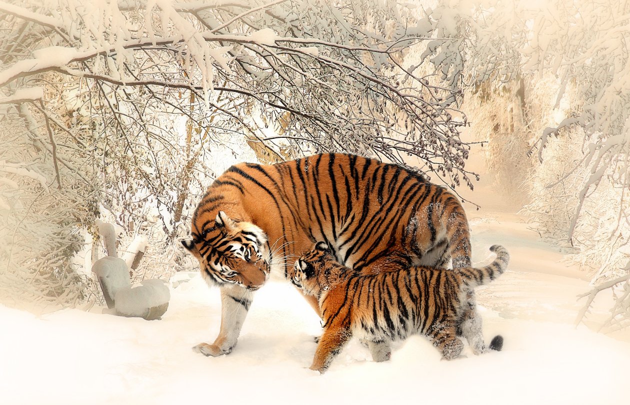 Tiger Baby Felidaee