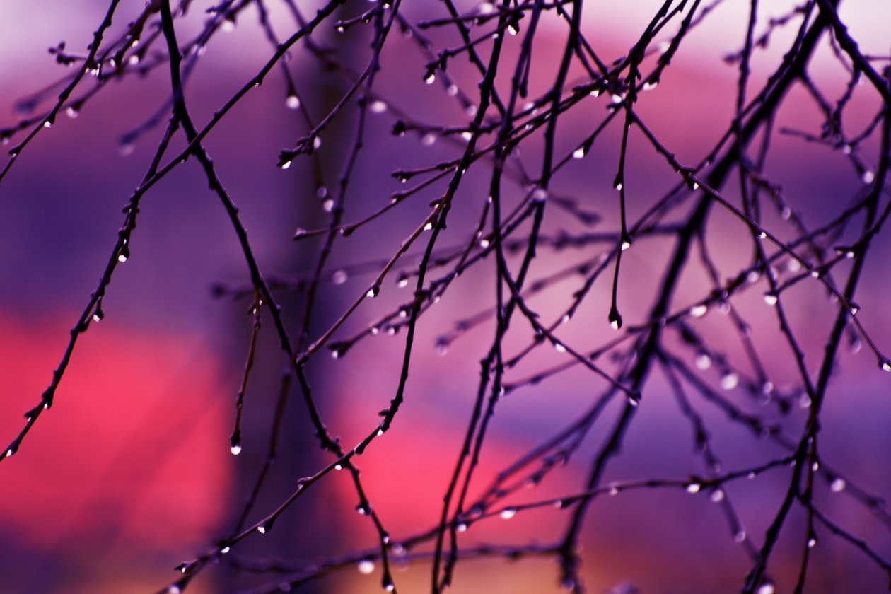 Autumn Rain Drops On Tree Branches 4k