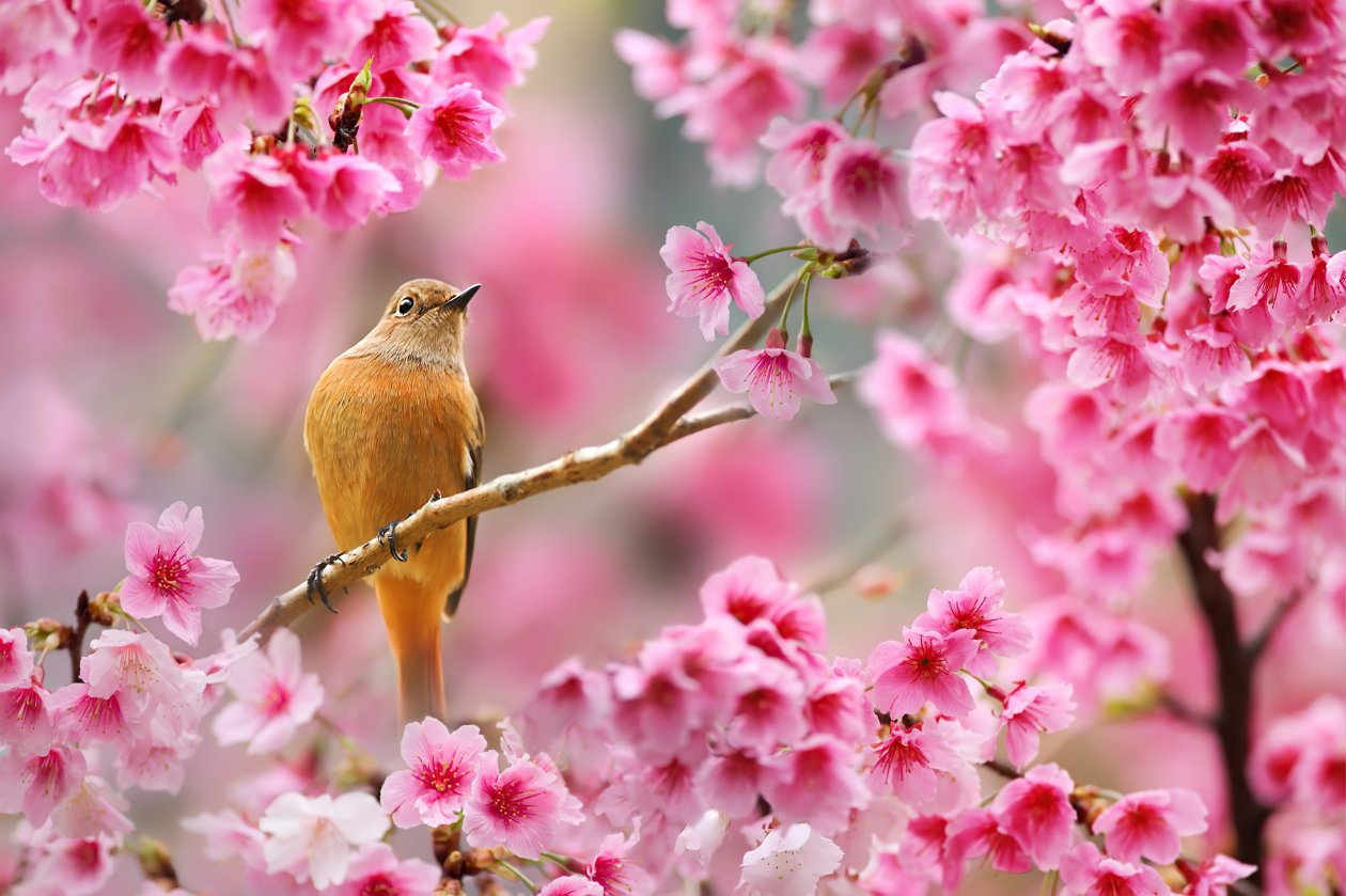 Bird Sitting On Cherry Blossom Tree 4k
