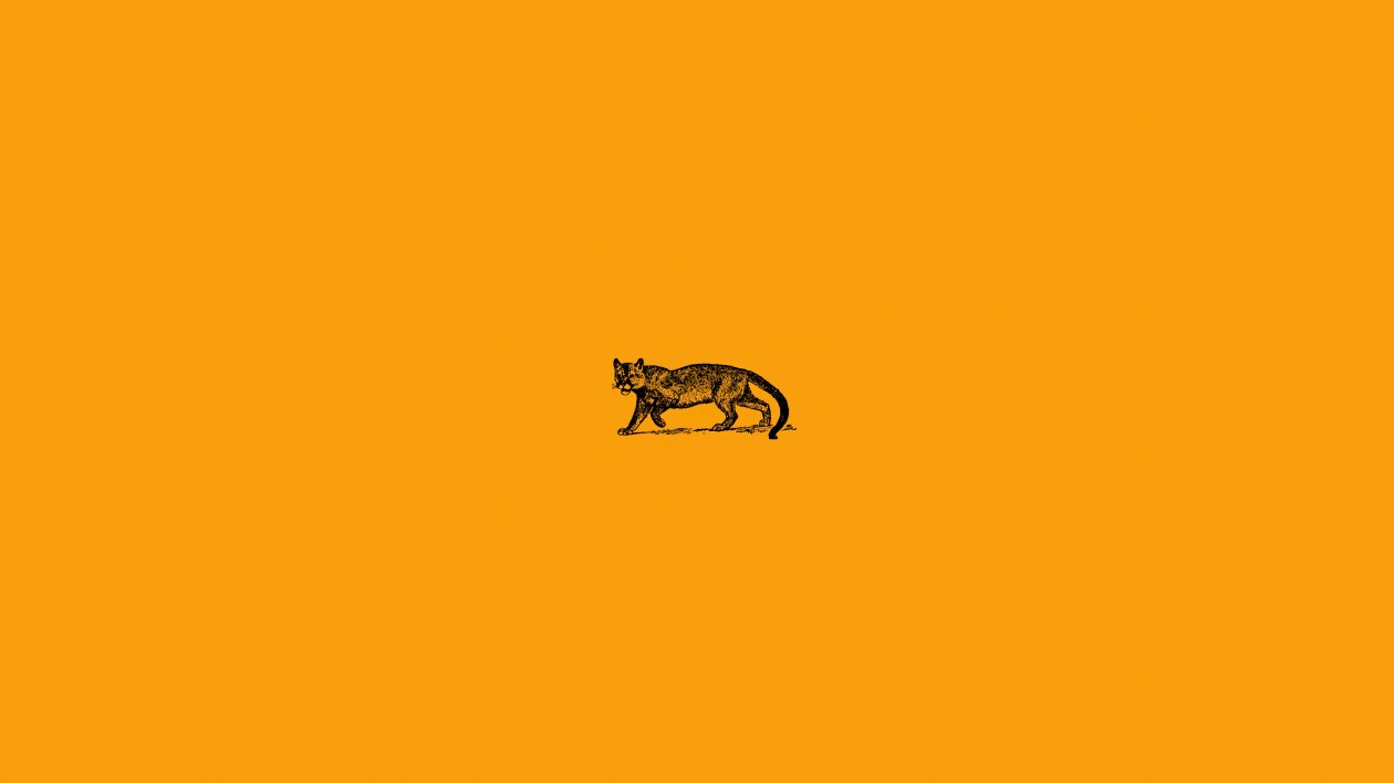 Wild Cat Minimal 4k