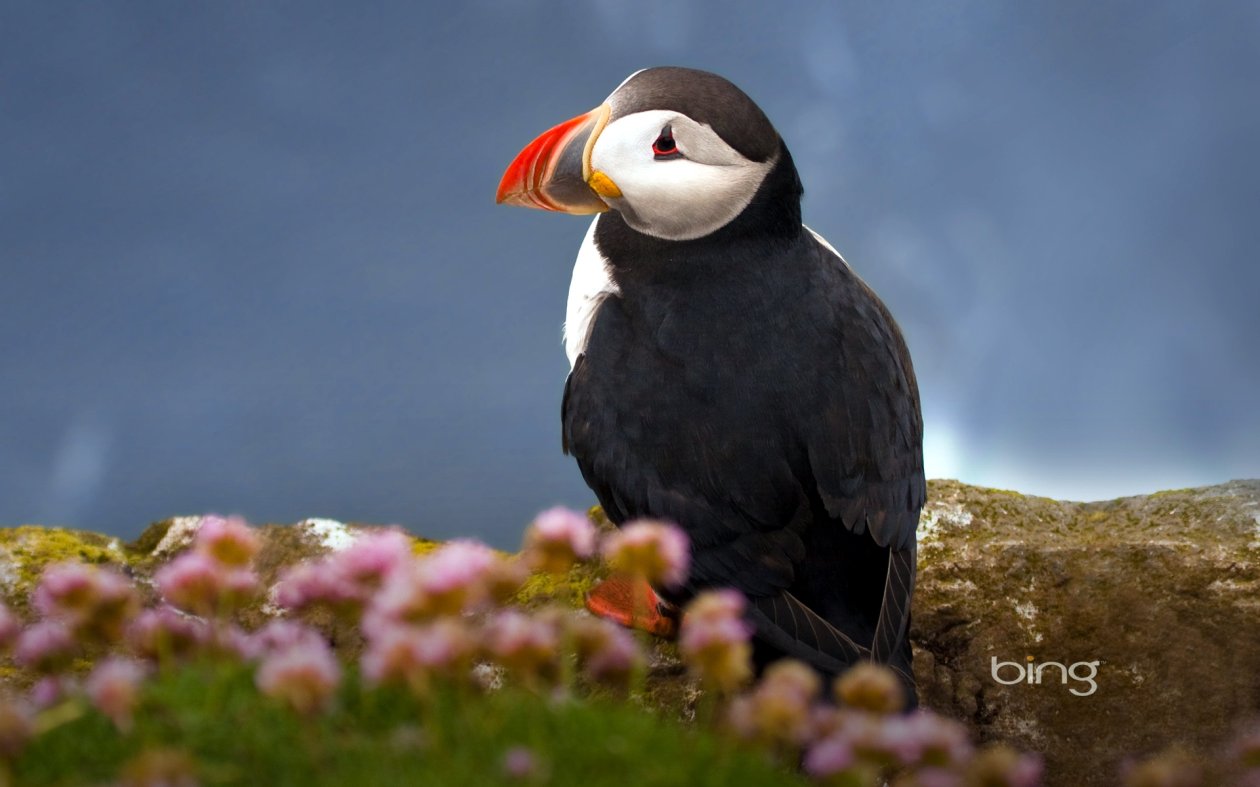 Puffin Seabird